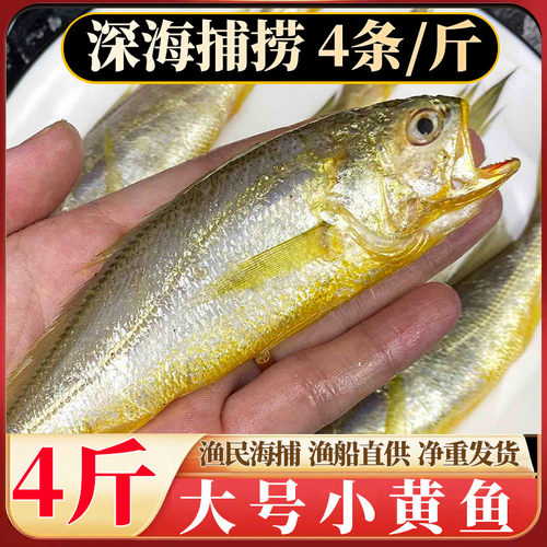 舟山小黄鱼当季新捕新鲜大号4斤