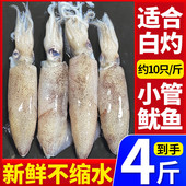 4斤笔管鱼新鲜小管鲜活海兔海鲜水产小鱿鱼生鲜鱿鱼海兔子非满籽