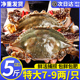 特大舟山螃蟹梭子蟹肉蟹冷冻新鲜急冻公蟹大白蟹次日达部分地区