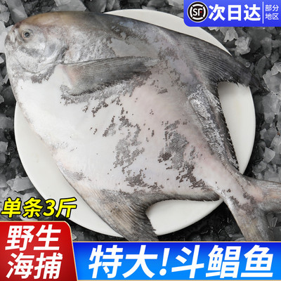 特大斗鲳鱼新鲜冷冻海捕野生大鲳鱼乌鳞长鳍银鲳鱼白鲳鱼鲜活海鲜