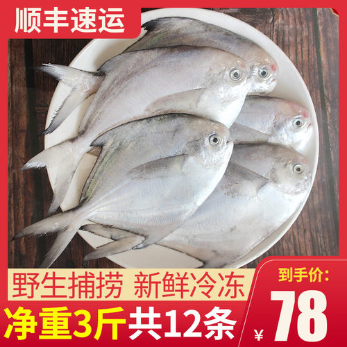 3斤12条鲳鱼新鲜冷冻东海银鲳鱼