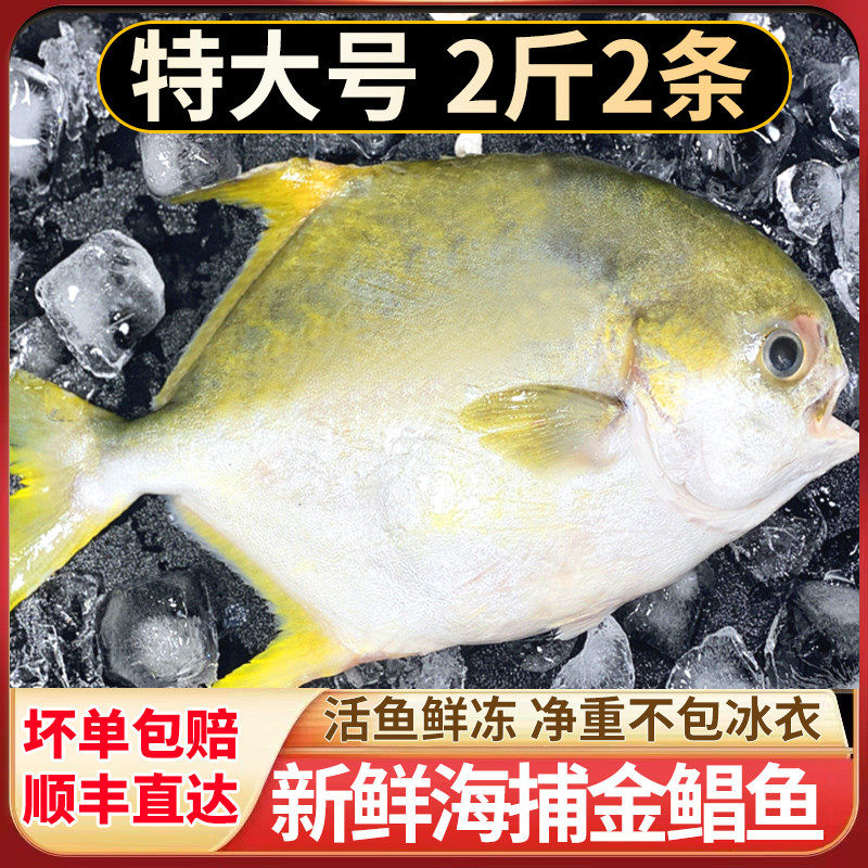 金鲳鱼新鲜冷冻特大金昌鱼鲜活海鲜水产冰鲜速冻鲳鱼2斤顺丰商用