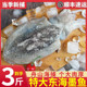 3斤舟山本地墨鱼鲜活超大乌贼新鲜冷冻目鱼东海八爪章鱼海鲜水产