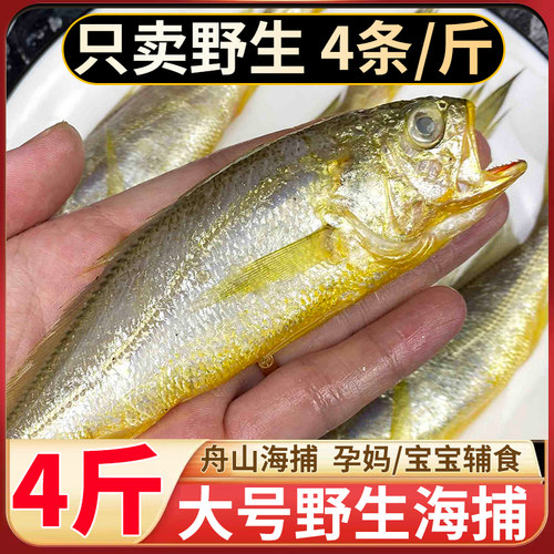 舟山小黄鱼当季新捕新鲜大号4斤