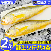 舟山野生大黄鱼2斤海捕小黄鱼新鲜冷冻深海黄花鱼鲜活海鲜水产