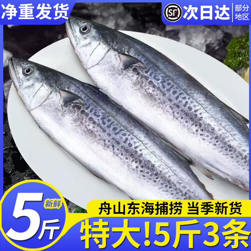 5斤特大鲅鱼新鲜冷冻马鲛鱼