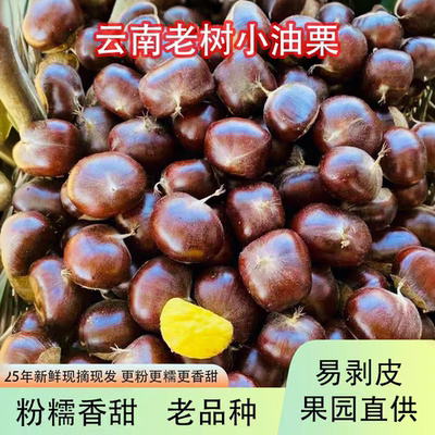 应季现货油板栗新鲜嫩板栗带壳去刺苞油栗云南老树水果油栗