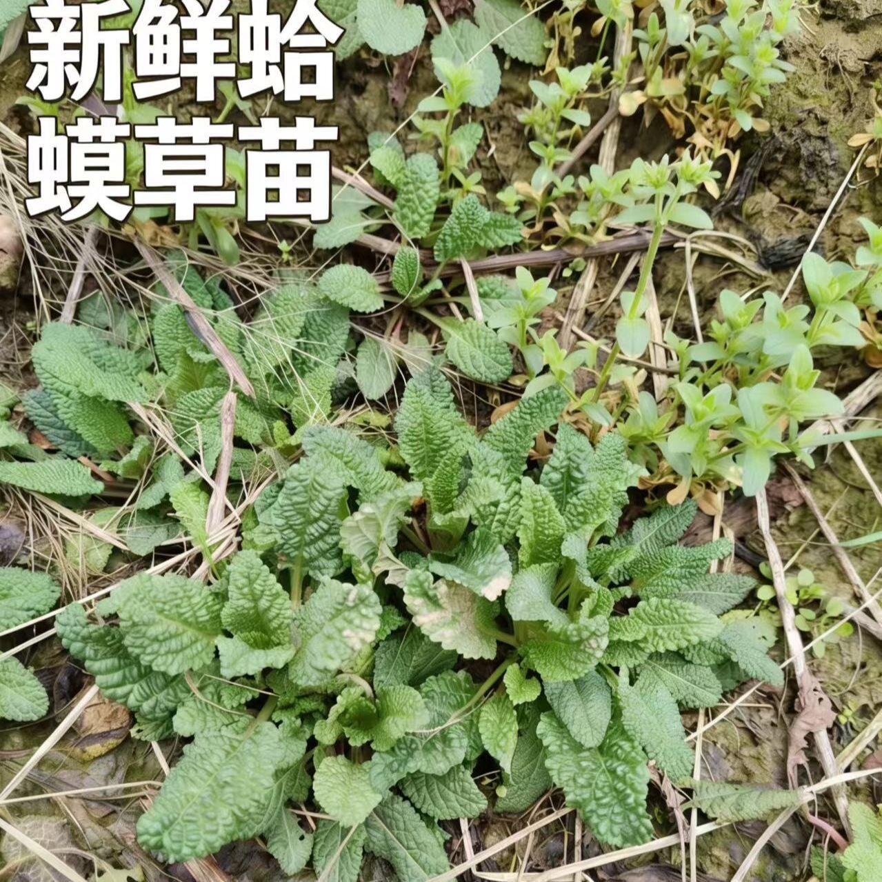 蛤蟆草苗现挖荔枝草苗带根带土现挖现发庭院盆栽种植专用蛤蟆草苗