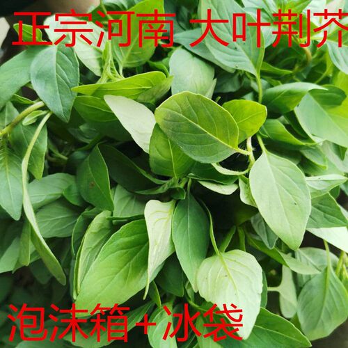 香菜荆芥菜新鲜大叶荆芥包邮