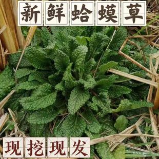 應季 野菜蛤蟆草新鮮雪見草帶根發(fā)貨荔枝草現(xiàn)挖現(xiàn)發(fā)食用野菜