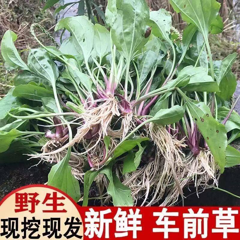 新鲜车前草应季纯野生车前草整株带根发牛舌草猪耳朵草