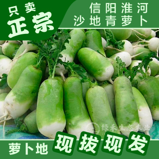 河南青萝卜淮河沙窝青萝卜沙地老品种现挖萝卜炒菜炖煮调馅专用
