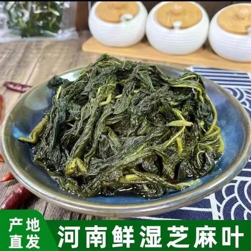 当季新芝麻叶正宗河南鲜湿芝麻叶免泡即食嫩芝麻叶凉拌炒菜煮面用