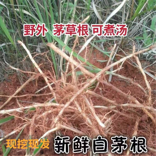 新鲜白茅根新鲜茅草根野生白茅根毛根凉茶食材湿茅根毛根草