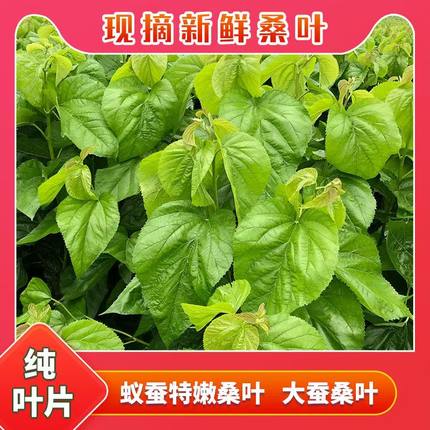 新鲜桑叶现摘嫩桑叶可食用桑叶蚕虫吃桑树叶大小蚕食物蚕树叶