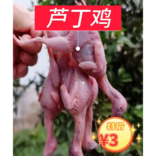 现杀新鲜芦丁鸡肉冷冻白条桂花雀可炖汤烧烤生鲜【单只30-40g】
