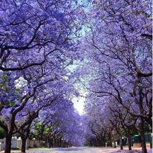 尖叶蓝花楹 花卉百科图片 培育种植 饲养繁殖 Sbike