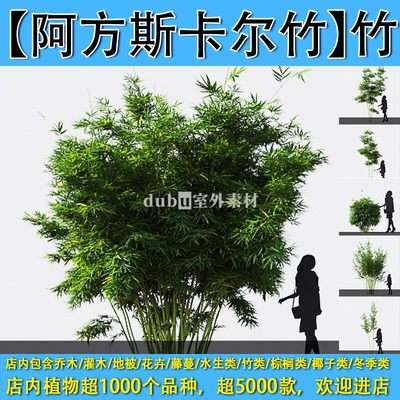 竹-01-【阿方斯卡尔竹】max植物模型-园林景观室外3d植物模型素材