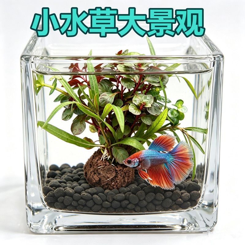 迷你鱼缸造景真水草装饰摆件好养斗鱼小鱼缸净化水质增氧新手懒人