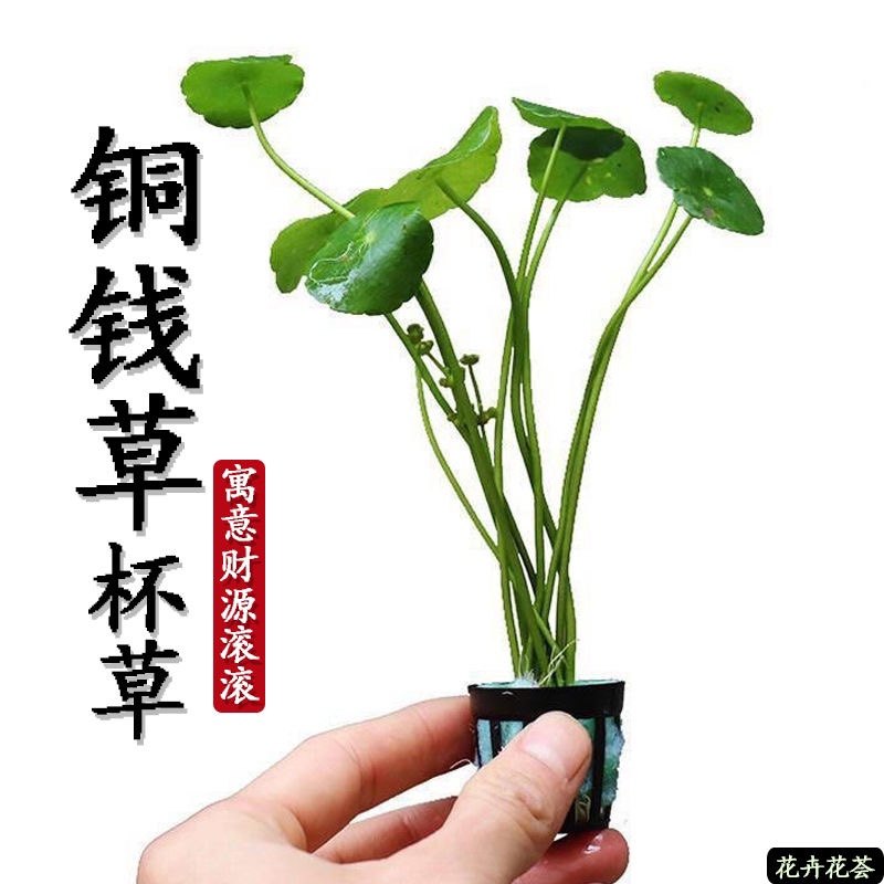 水草鱼缸植物真草净化水质增氧懒人增氧新手造景好养耐活,宠物/宠物食品及用品,水草,淘宝优惠券,粉丝福利购,淘宝优惠卷