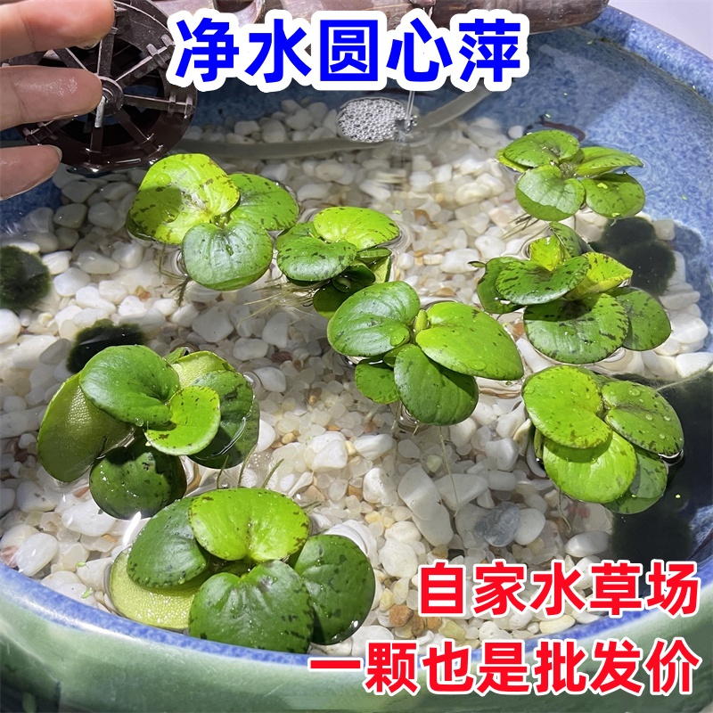 圆心萍浮萍养鱼缸净水造景水草