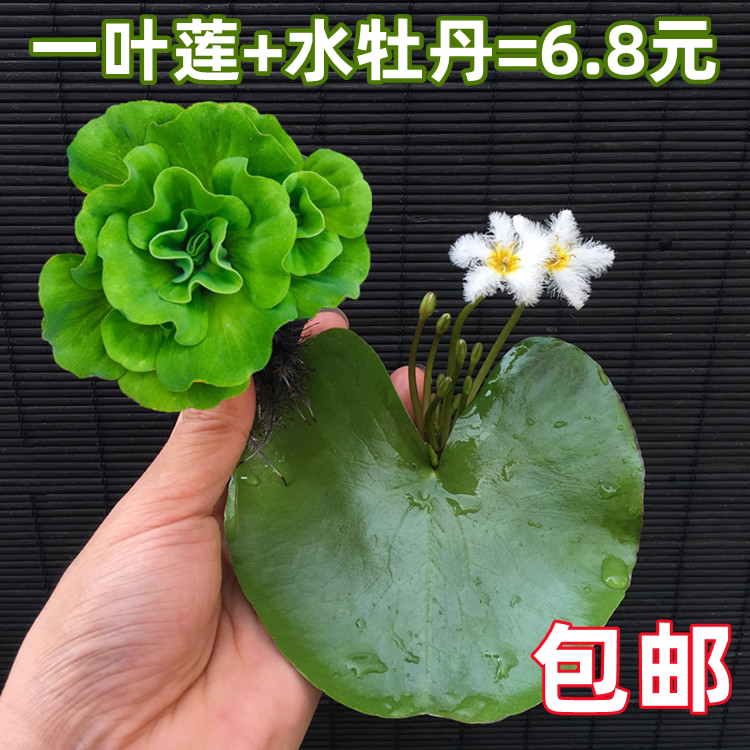 水牡丹萍一叶莲带花苞浮萍鱼缸水草造景水上植物鱼池水草净化水质