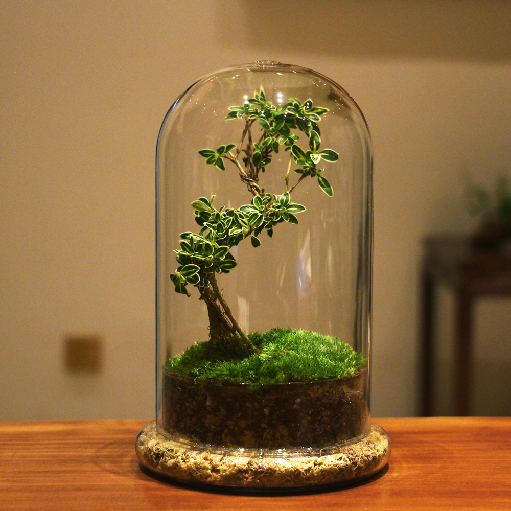 苔藓微景观盆栽文竹六月雪苔藓中式禅意茶盘摆件吸甲醛盆景