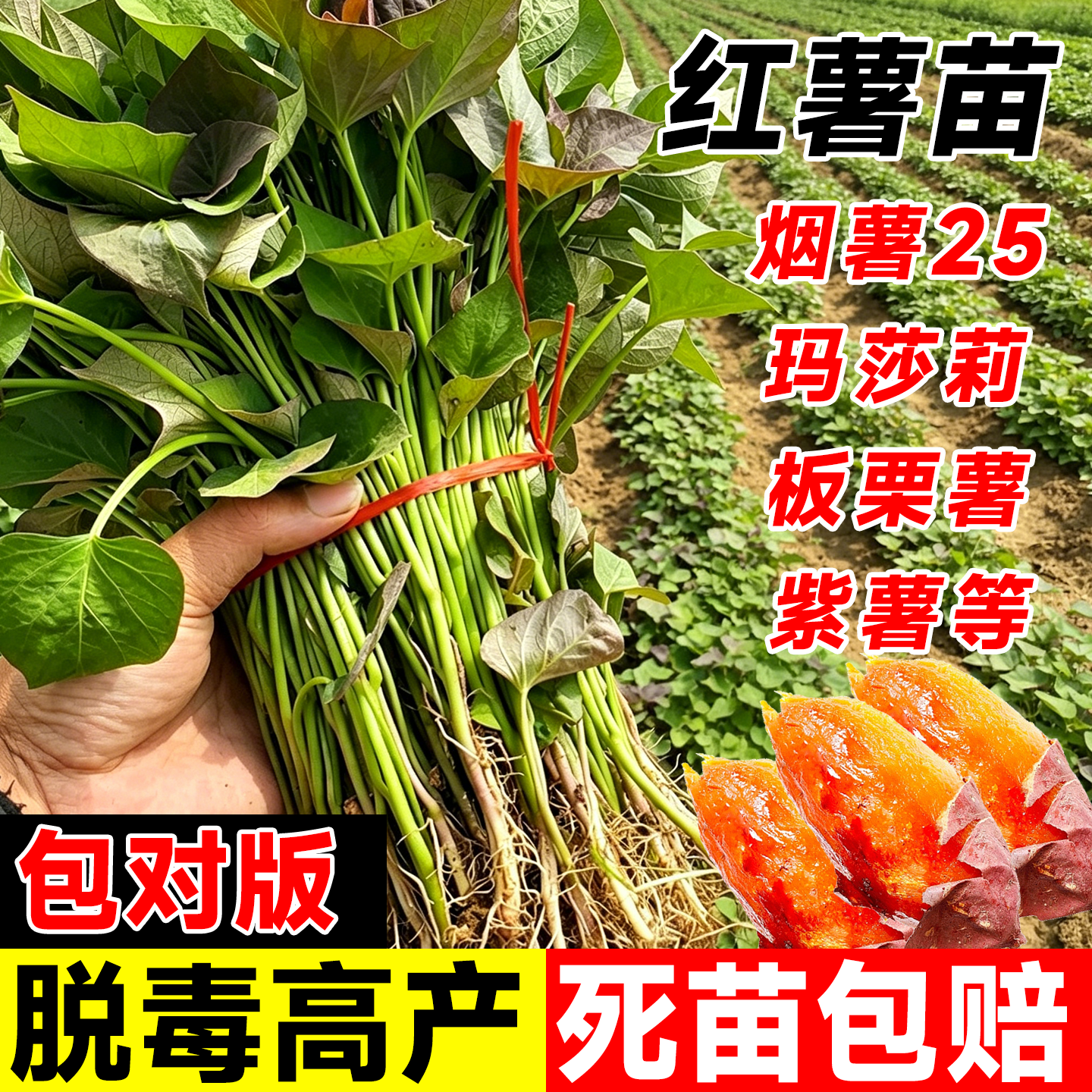 烟薯25糖心红薯苗秧西瓜红地瓜苗红瑶板栗榴莲蜜薯老品种苗种子秧