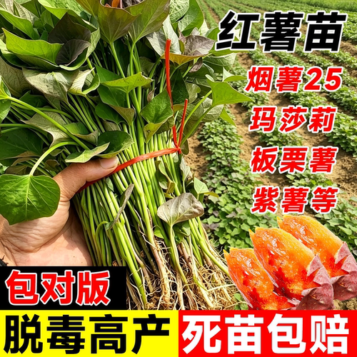 烟薯25糖心红薯苗秧西瓜红地瓜苗红瑶板栗榴莲蜜薯老品种苗种子秧