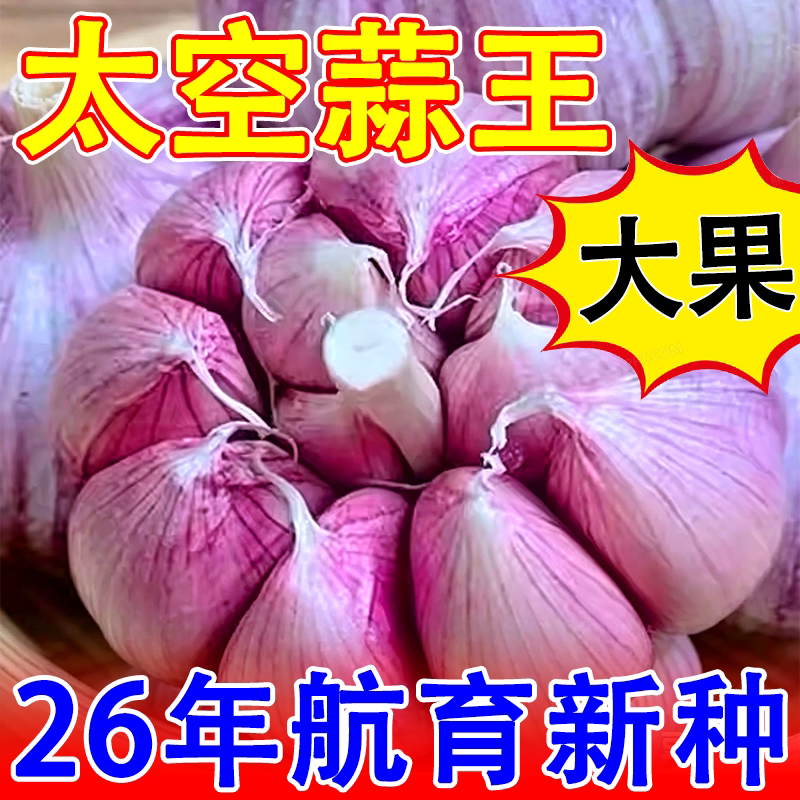 大蒜种子高产山东紫皮大蒜老品种蒜苗蒜薹种子太空蒜大蒜头种子1