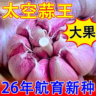 大蒜种子高产山东紫皮大蒜老品种蒜苗蒜薹种子太空蒜大蒜头种子1