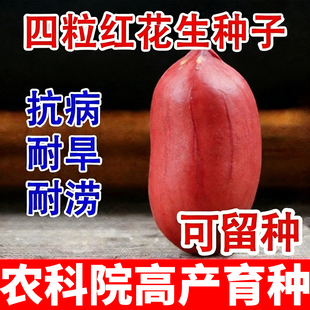 山东超高产红皮花生种子抗旱早熟薄带壳四粒红农科院高产花生种子
