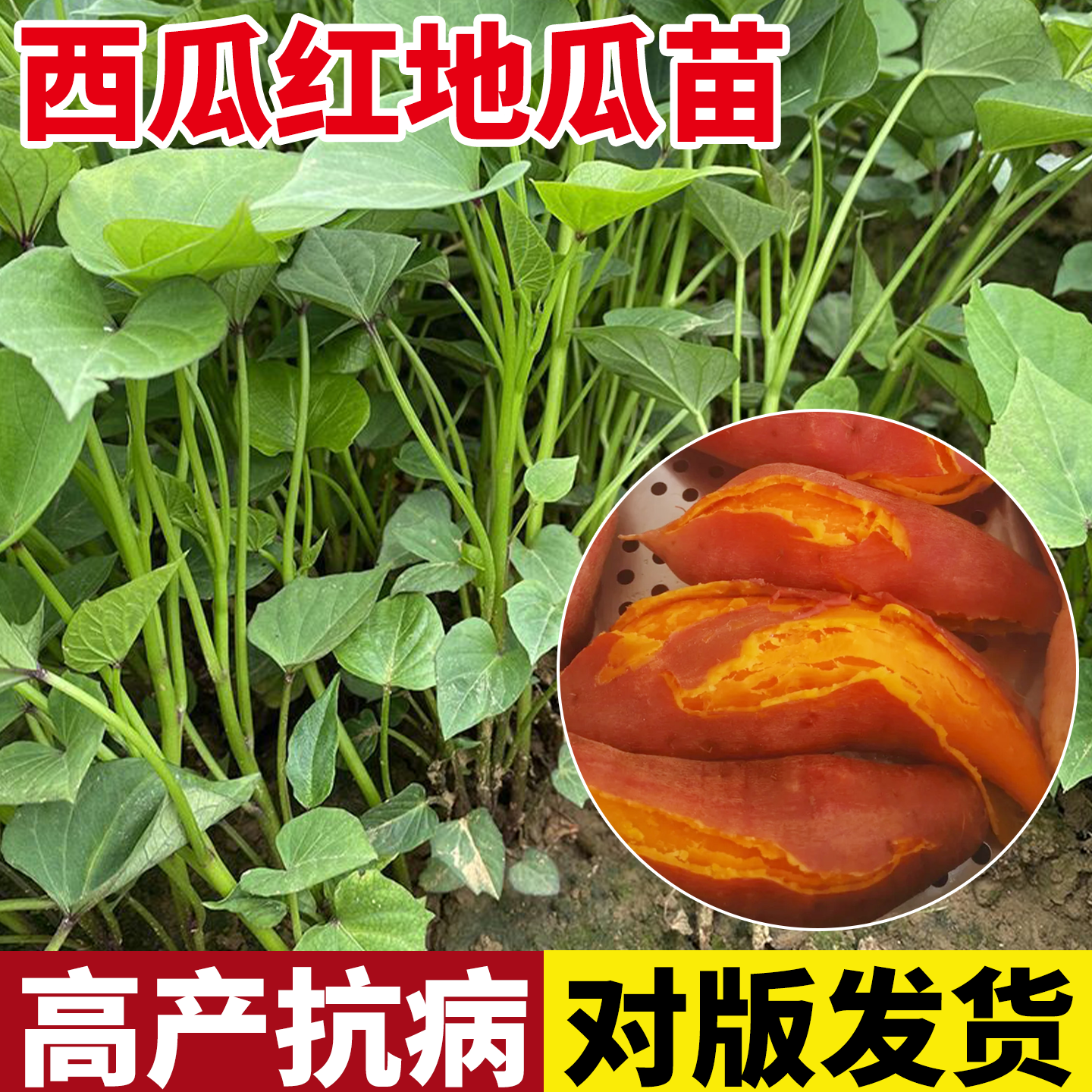 西瓜红红薯苗秧地瓜苗红瑶板栗榴莲蜜薯烟薯25糖心老品种苗种子秧