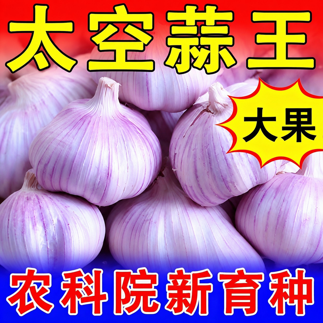 大蒜种子高产山东紫皮大蒜老品种蒜苗蒜薹种子太空蒜大蒜头种子1