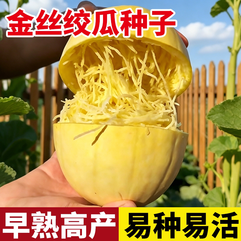 金丝搅瓜种子种籽苗丝瓜粉丝绞瓜黄金瓜西葫芦南瓜蔬菜秧苗孑茭瓜