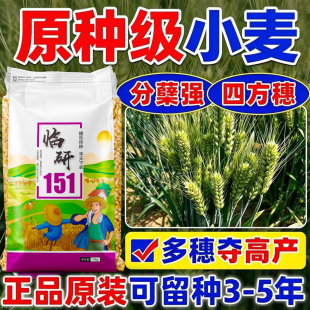 新临研151高产优质小麦种子农科院矮杆大穗抗冻冬小麦原种麦子种