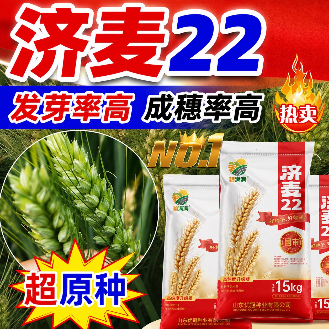 国审济麦22高产优质小麦种子农科院矮杆大穗抗冻冬小麦原种麦子种图片