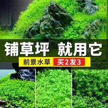 鱼缸前景真水草植物迷你矮爬地矮珍珠牛毛活体水族装饰造景K619