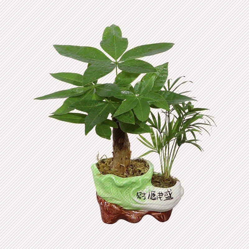 发财树盆栽室内花卉盆景栽客厅办公桌绿色植招财金钱