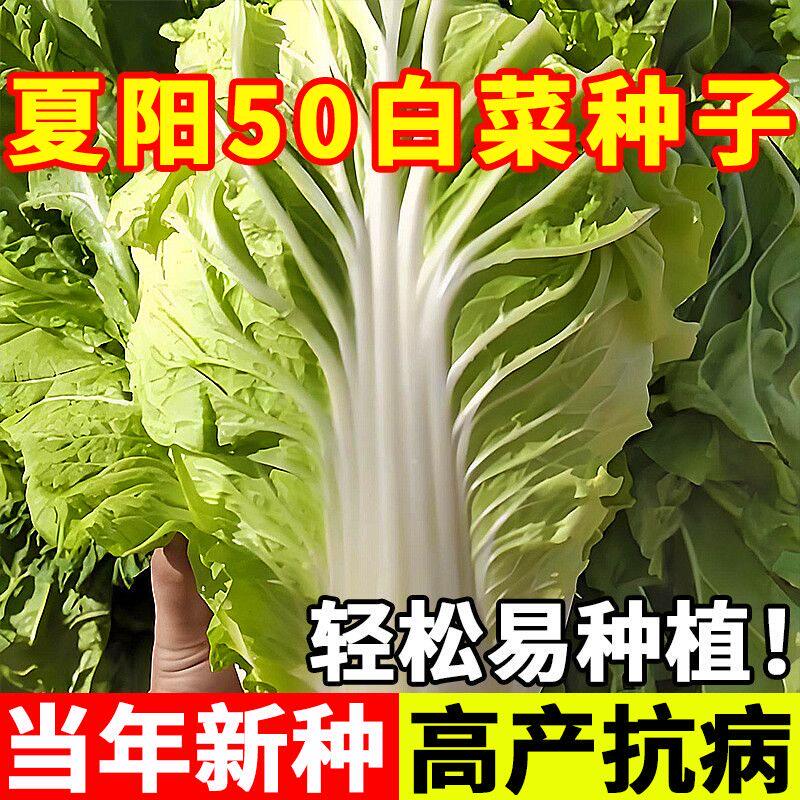夏天抗热夏阳大白菜种子耐热50天小院四季蔬菜秋播耐寒白菜种籽
