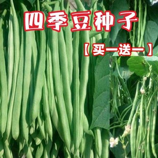 上架四季豆种子高产架豆春秋无架四季豆豆角种子四季易种蔬菜种子