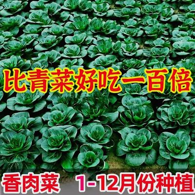 新品香肉菜种子北京肉肉菜籽