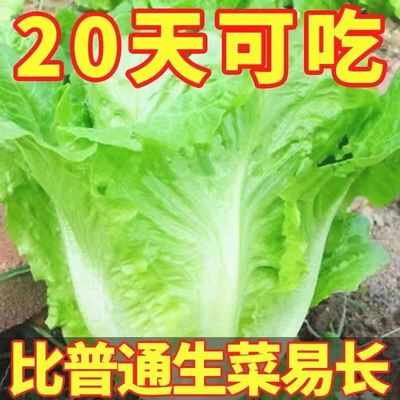 四季正宗意大利生菜种子