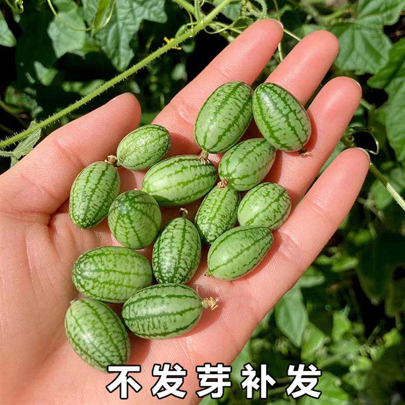 A阳台四季盆栽薄皮超甜迷你特小拇指西瓜种子大全春秋种植水果种
