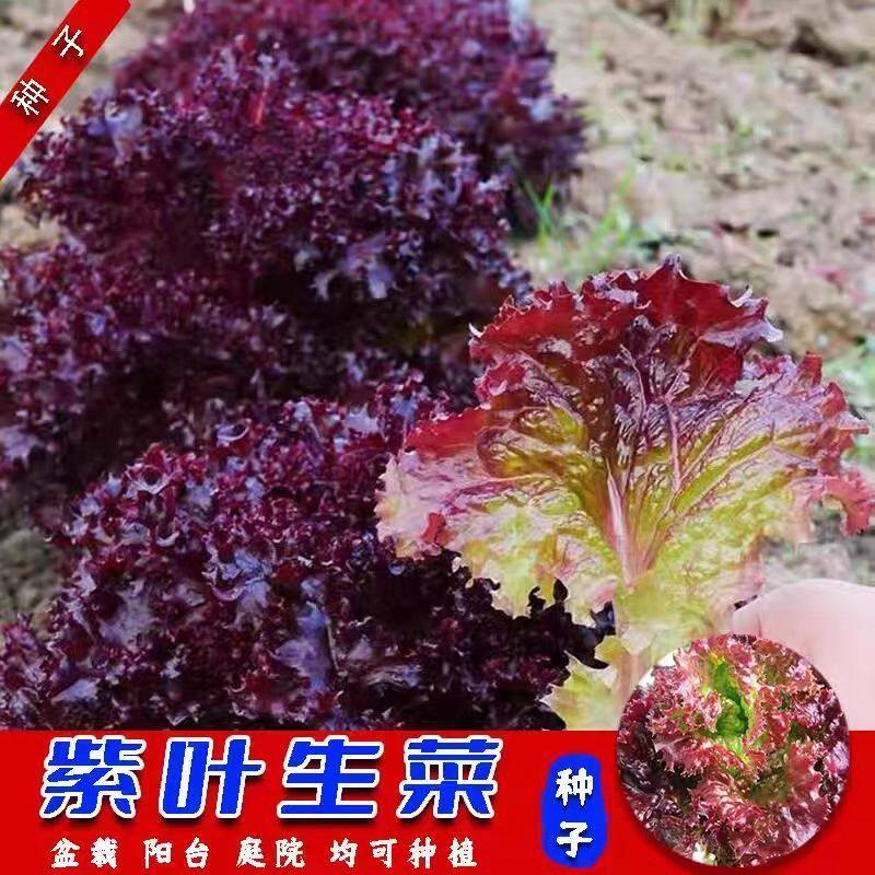紫叶生菜种子有沙拉菜种子种植耐寒耐高温热庭院四季种蔬菜籽子