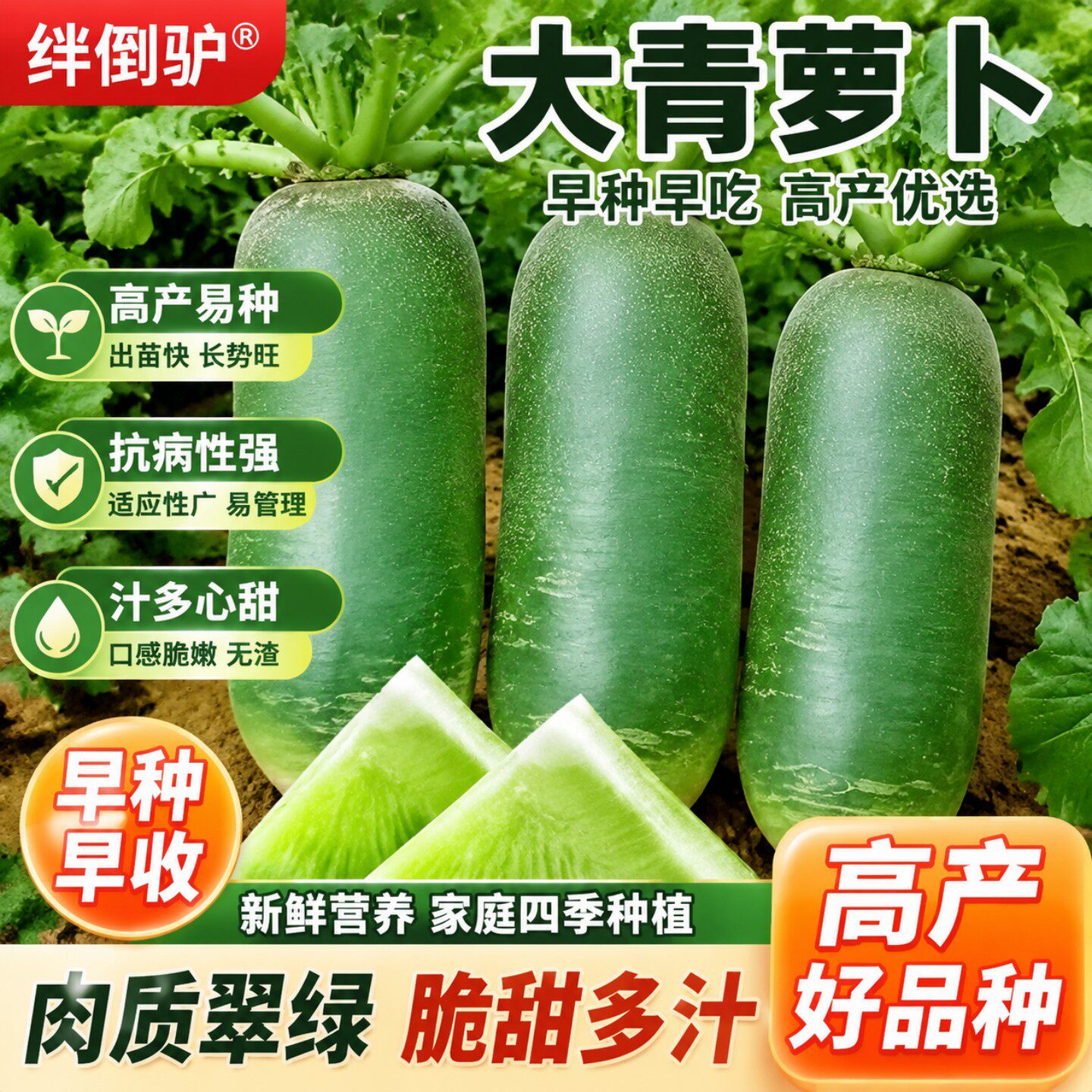 绊倒驴萝卜种子绿皮绿心甜脆多汁水果萝卜种子耐寒秋冬季蔬菜种子
