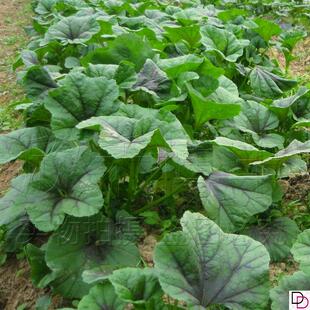 冬寒菜种籽春秋冬季耐寒冬葵野菜种马蹄菜高钙菜阳台盆栽蔬菜种孑