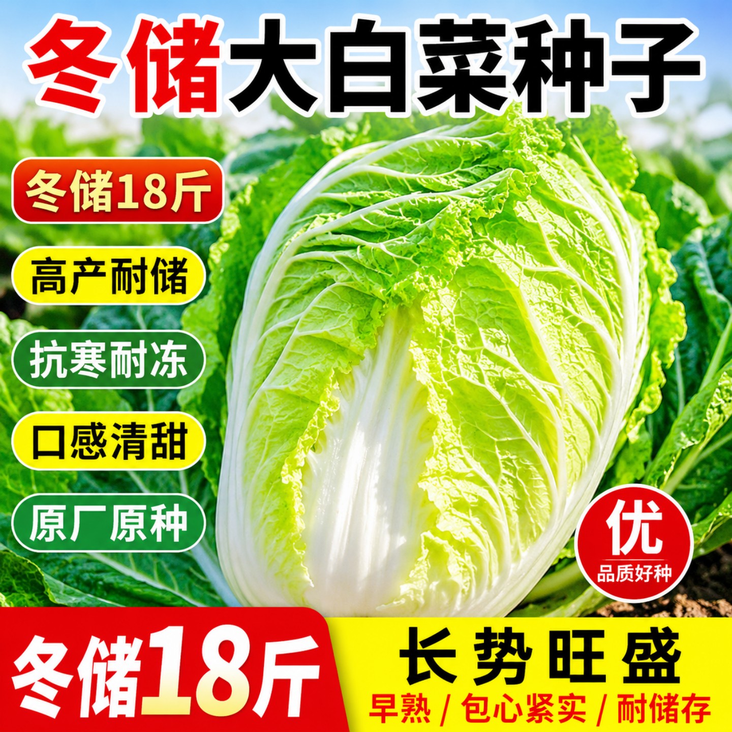 冬储黄心大白菜种子18斤高产抗病