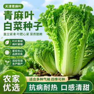长筒大青麻叶白菜种子四季种植