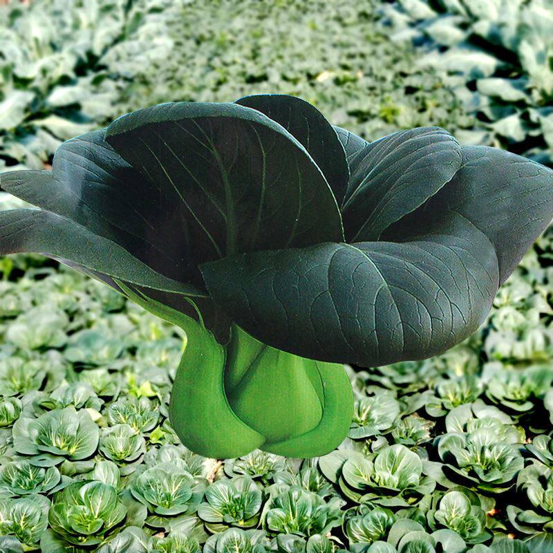 苏州青蔬菜种孑矮脚黑叶大青菜